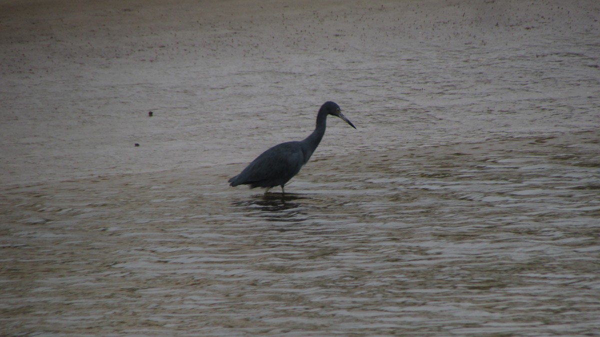 Little Blue Heron - ML619630403