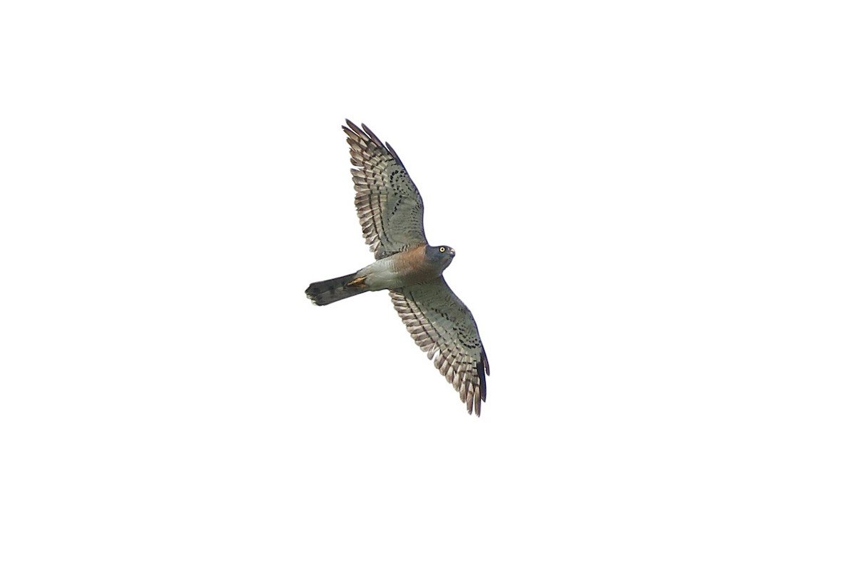 Chinese Sparrowhawk - ML619630410