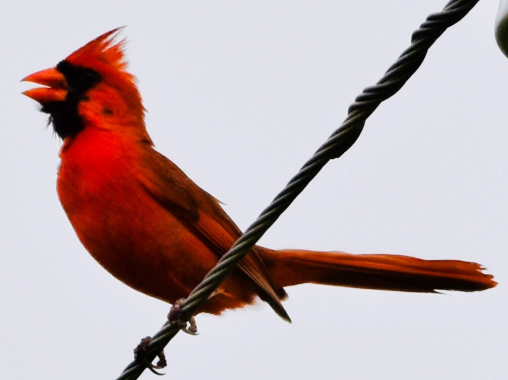 Northern Cardinal - Jason C. Martin