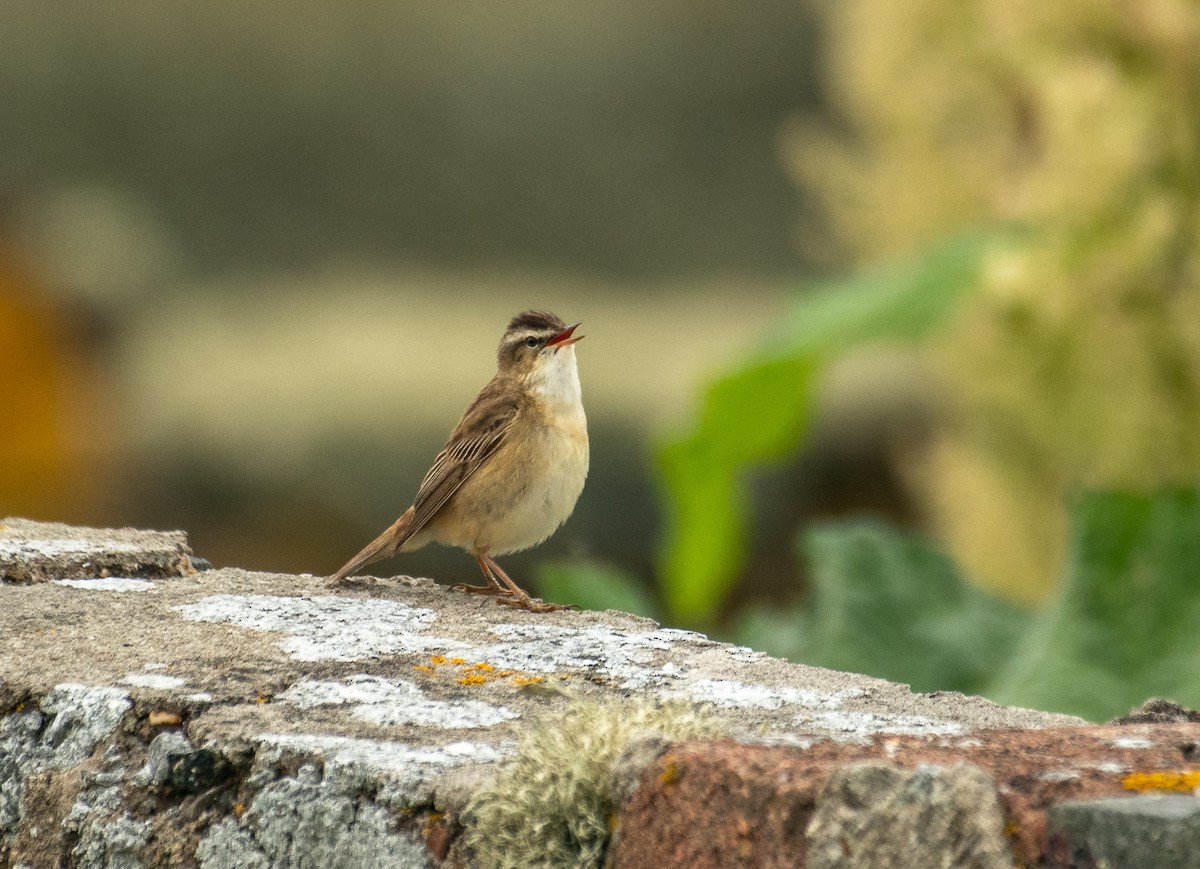 Sedge Warbler - Theo de Clermont