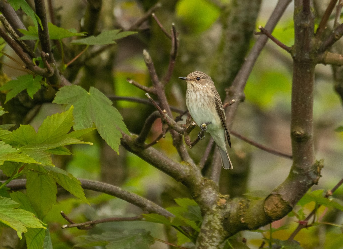 Spotted Flycatcher - Theo de Clermont