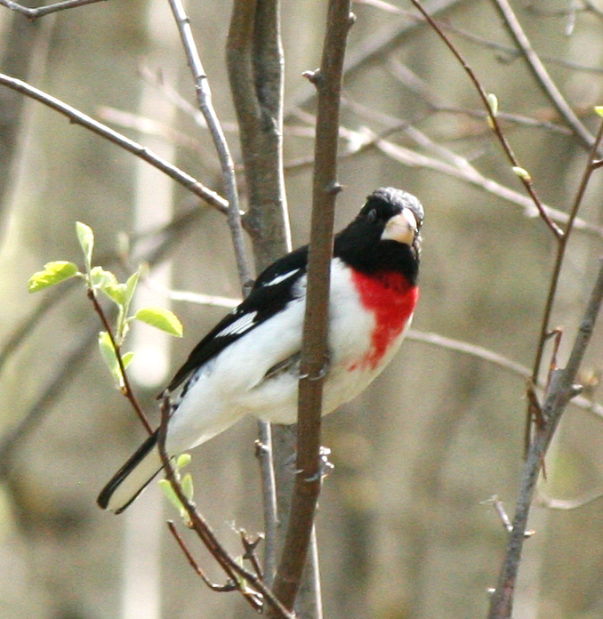 Rose-breasted Grosbeak - Muriel & Jennifer Mueller