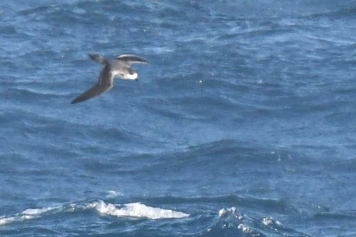 Cook's Petrel - Bill Eisele