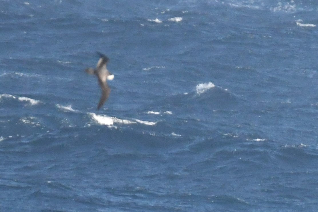 Cook's Petrel - ML619630445