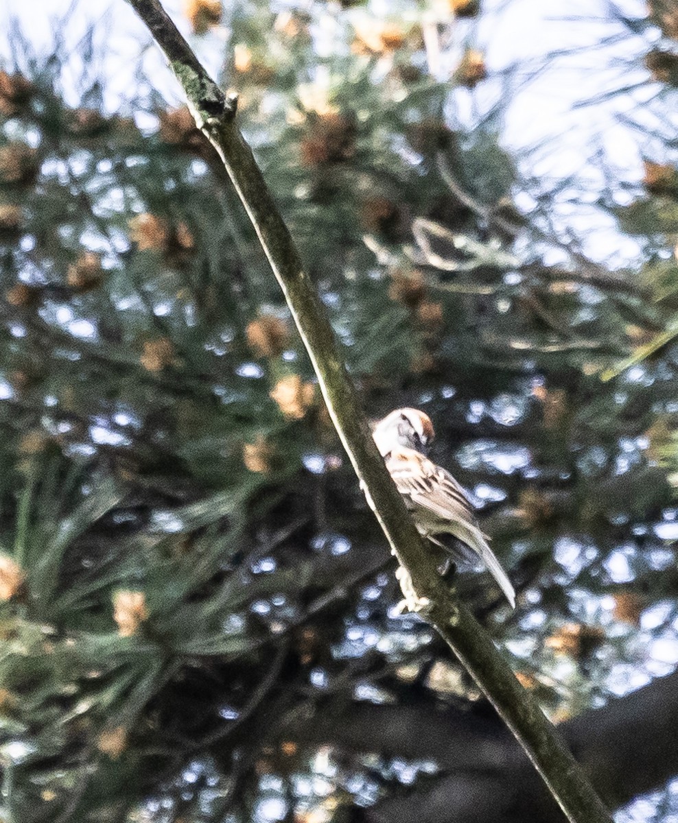 Chipping Sparrow - Mark Strittmatter