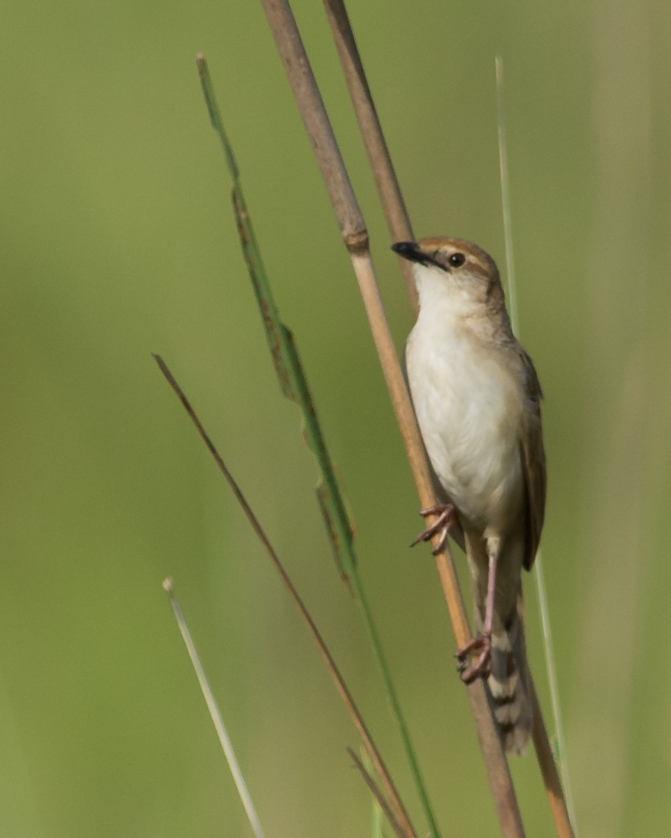 Borstenbuschsänger - ML619630451
