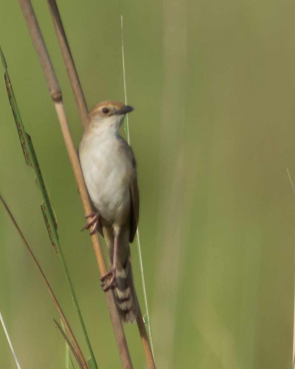 Borstenbuschsänger - ML619630452
