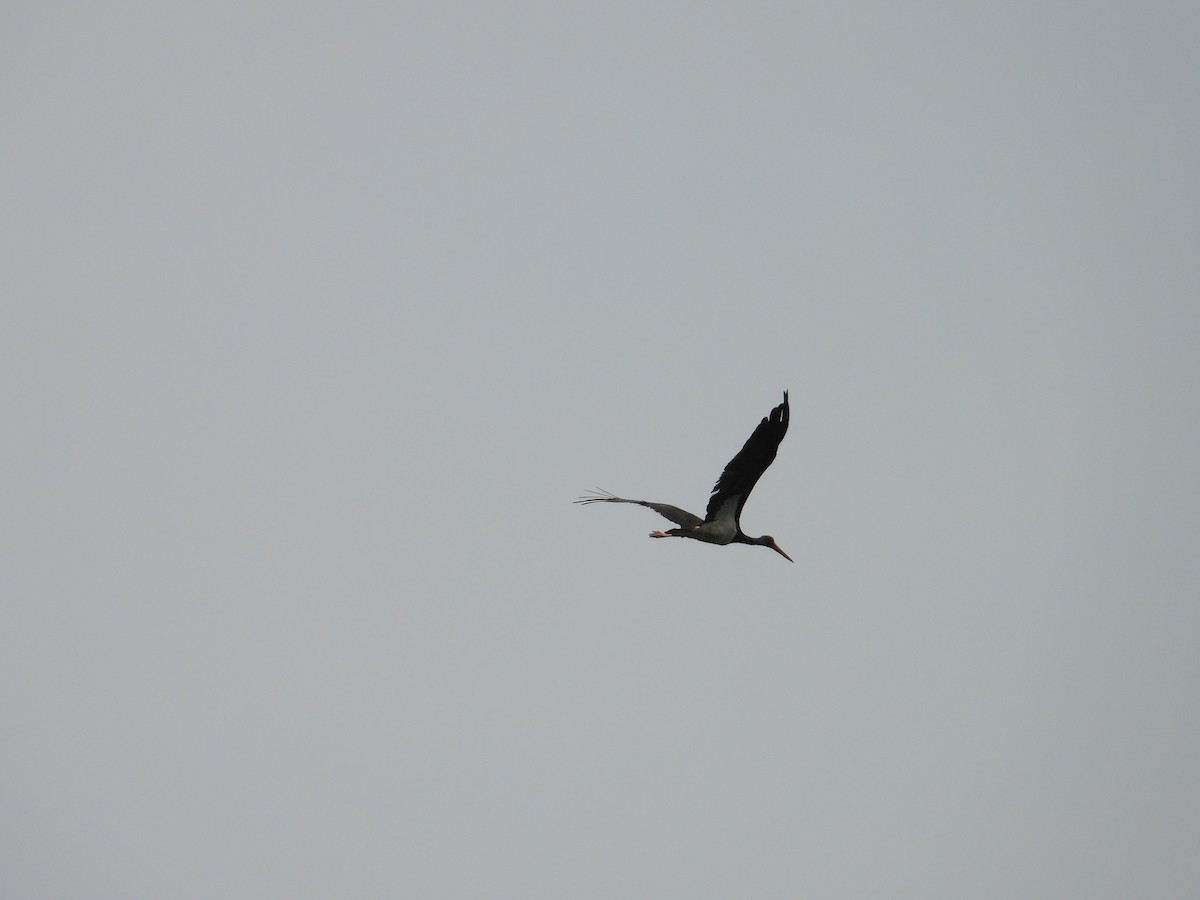 Black Stork - Danka Jaksic