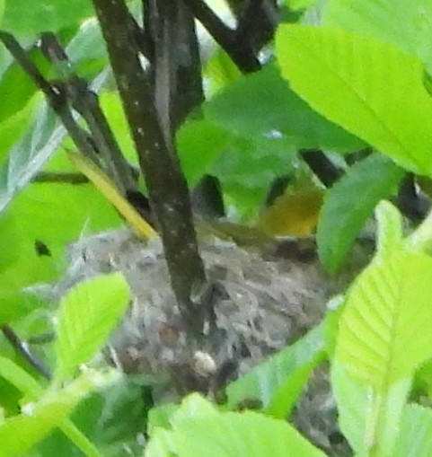 Yellow Warbler - alan murray