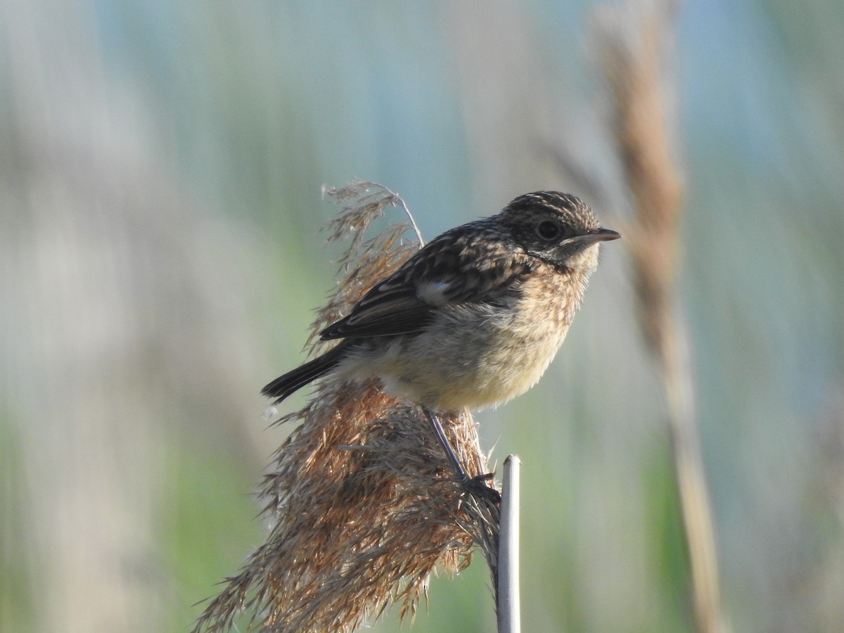 European Stonechat - Waldek Gustaw