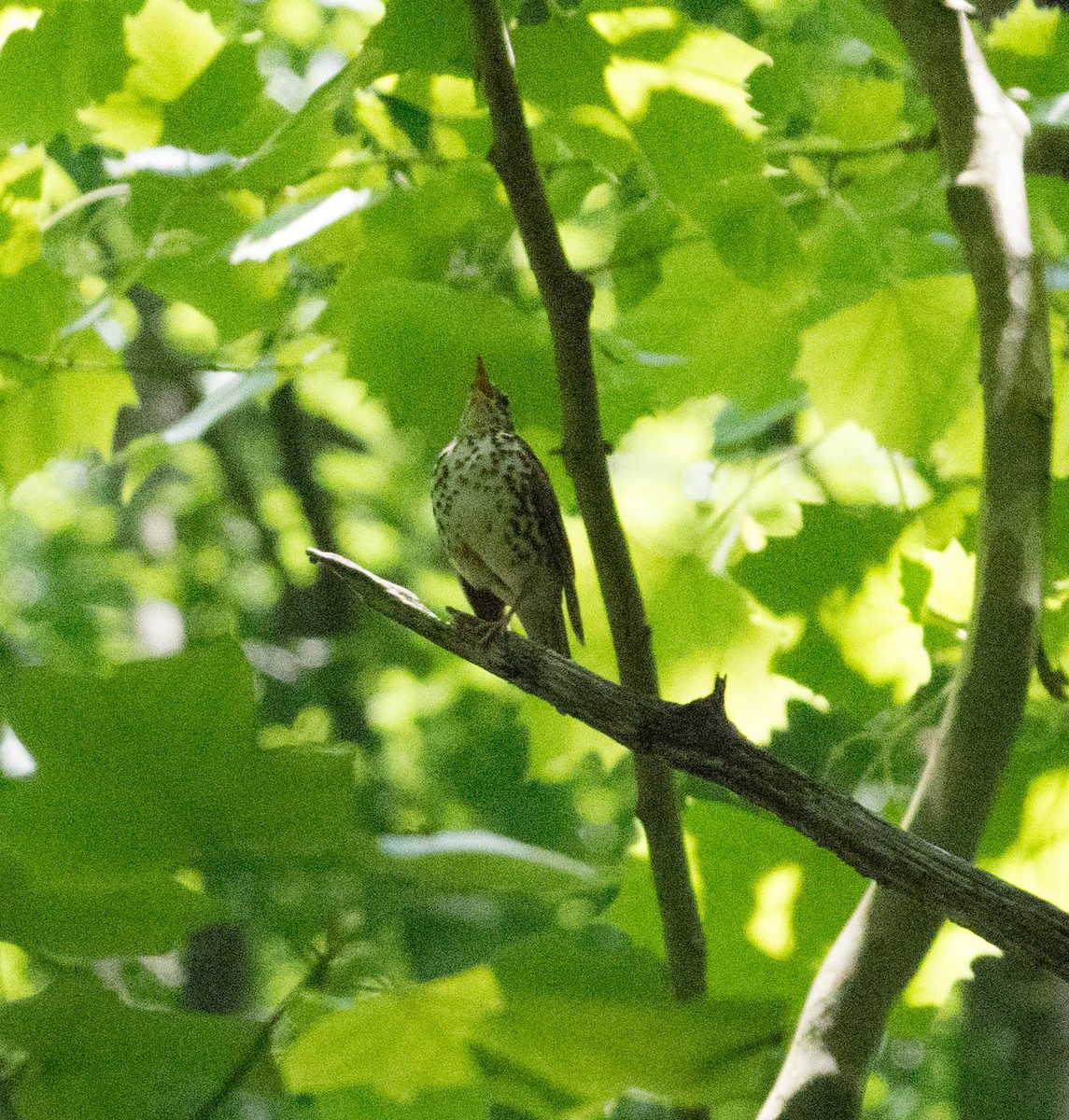 Wood Thrush - ML619630475