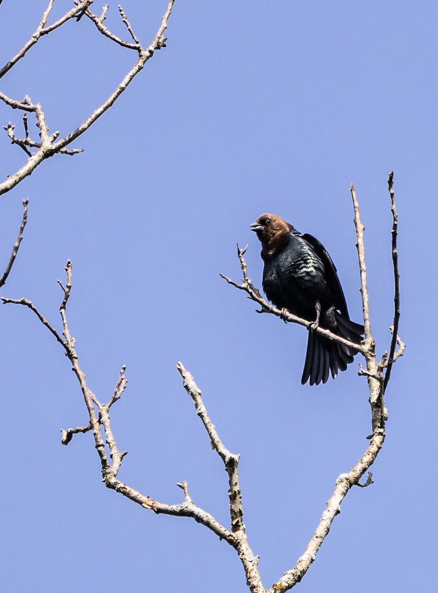 Brown-headed Cowbird - ML619630483