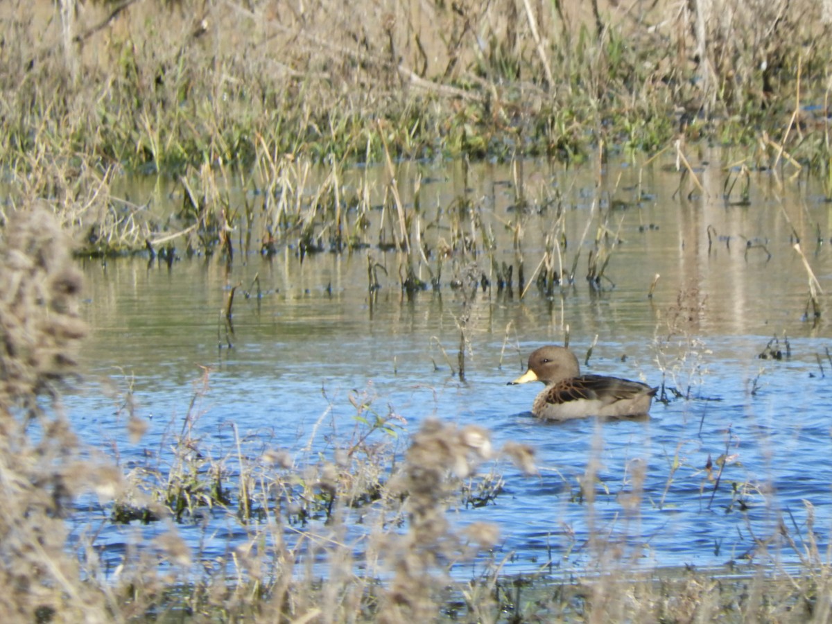 Yellow-billed Teal - inés otero