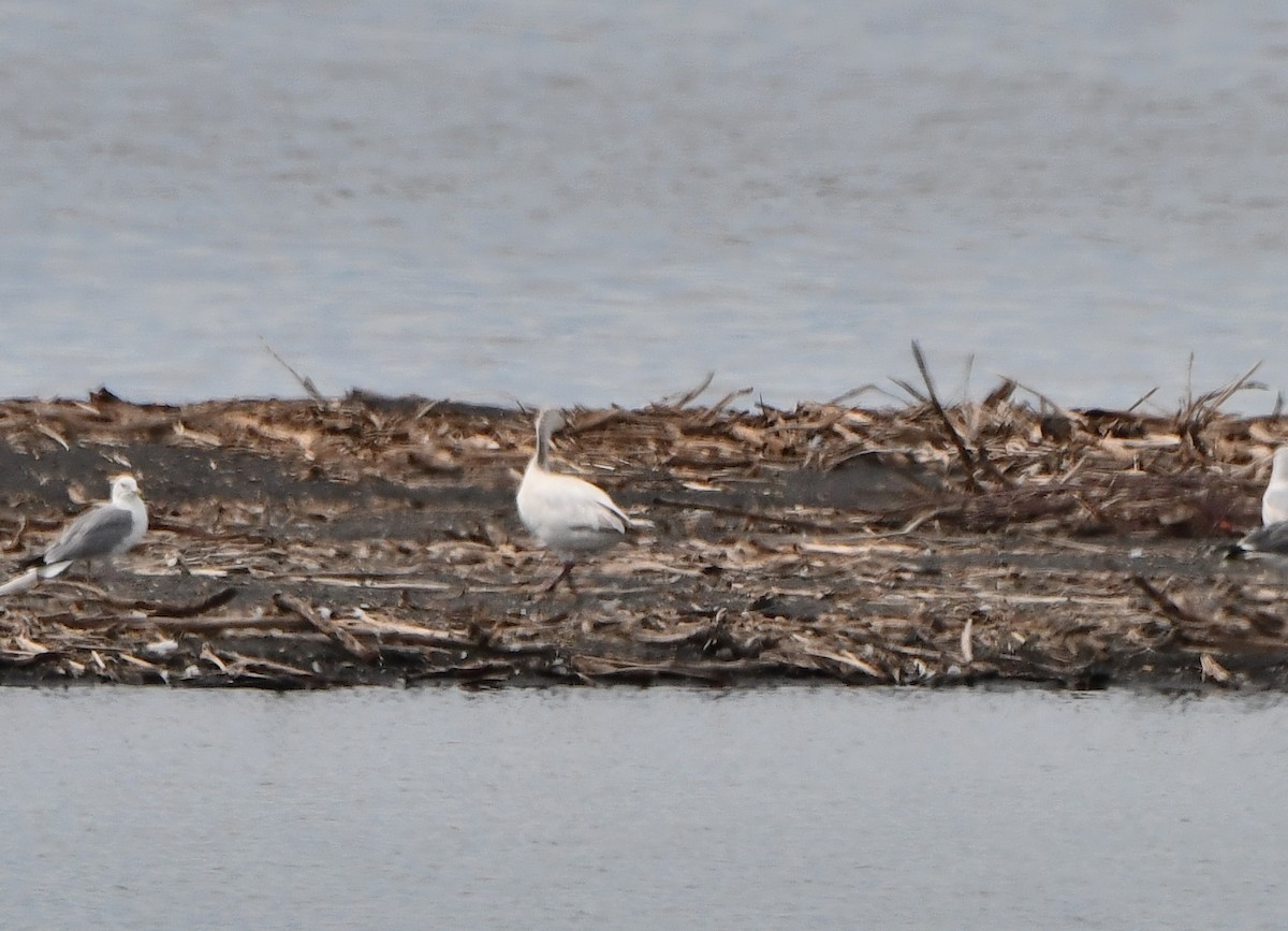 Snow Goose - Carol Riddell