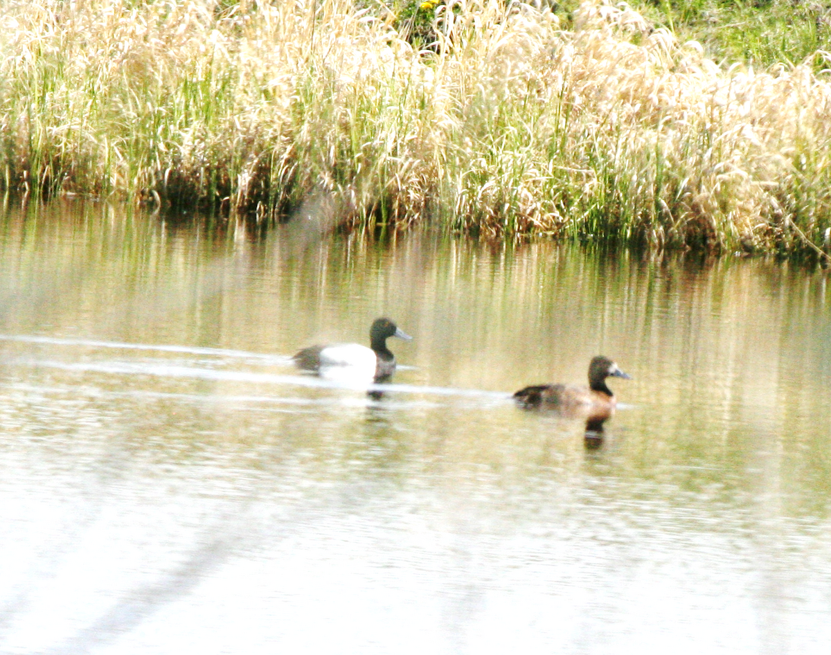 Greater Scaup - Muriel & Jennifer Mueller