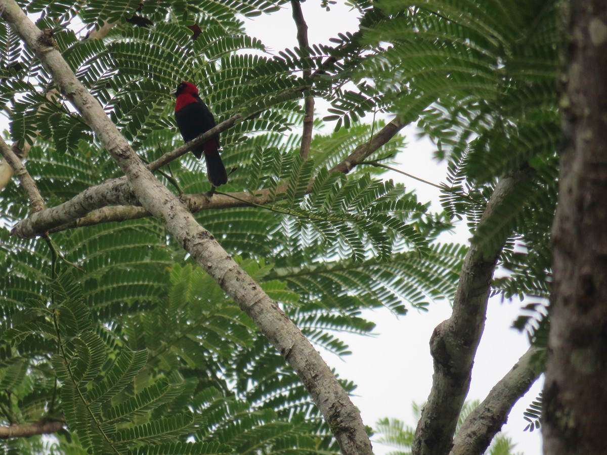 Crimson-collared Tanager - Sam Holcomb