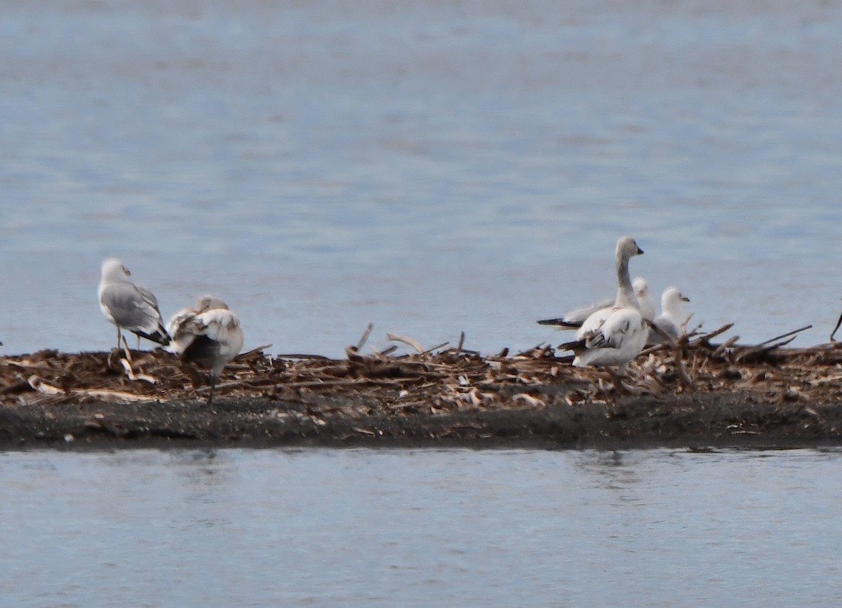 Snow Goose - Carol Riddell