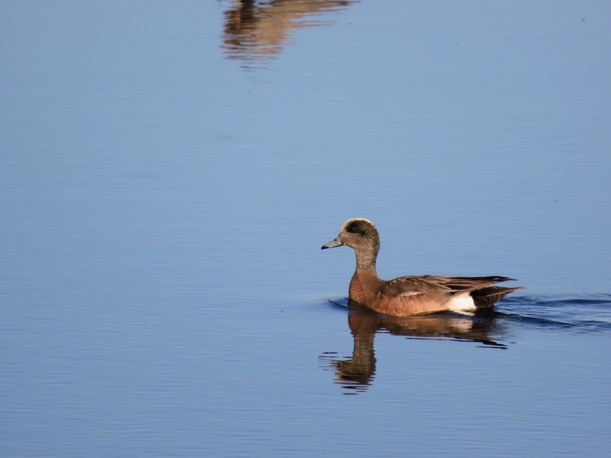 American Wigeon - ML619630527