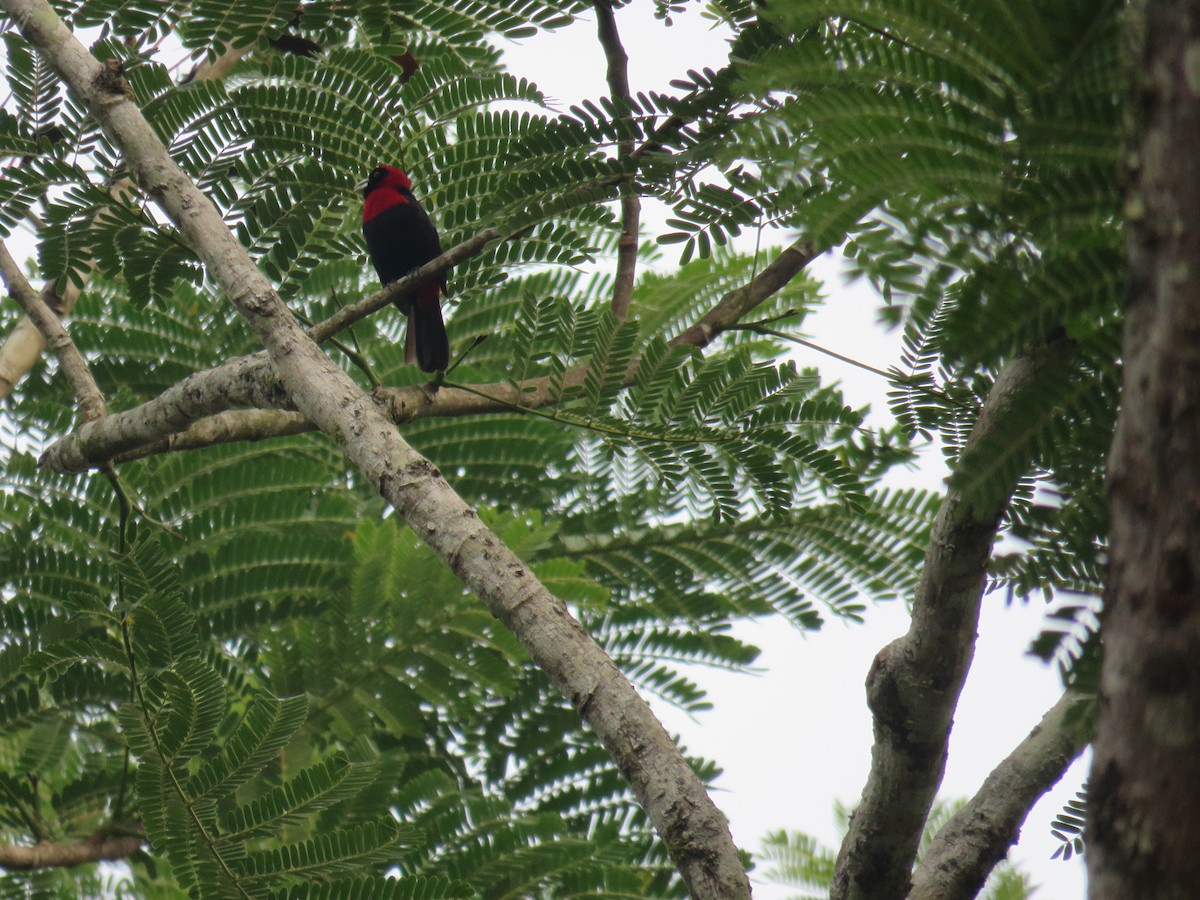 Crimson-collared Tanager - Sam Holcomb