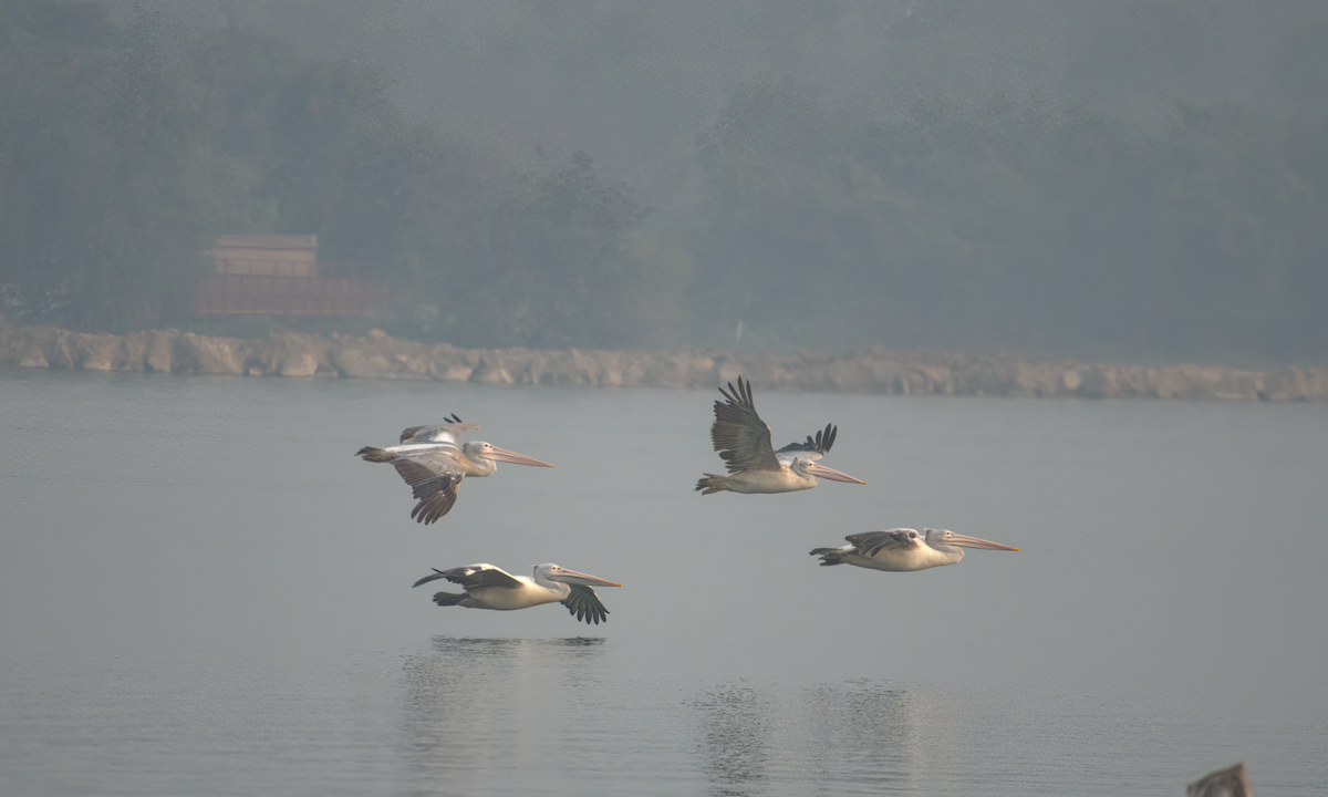 Spot-billed Pelican - Jayendra Rakesh Yeka