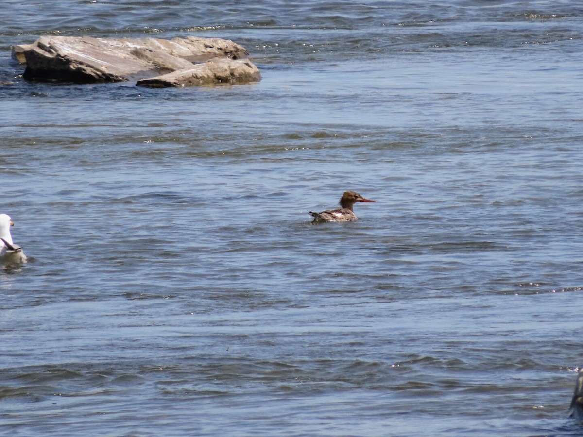 Red-breasted Merganser - Tania Mohacsi