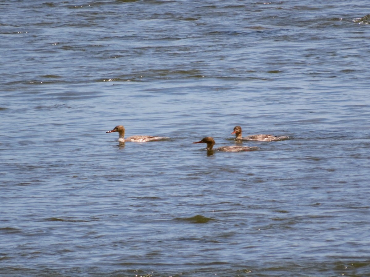 Red-breasted Merganser - Tania Mohacsi