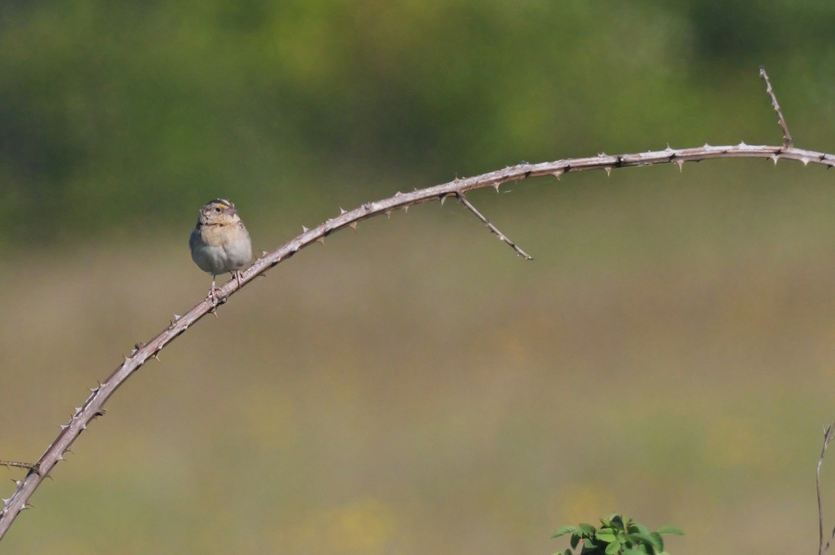 Grasshopper Sparrow - ML619630549
