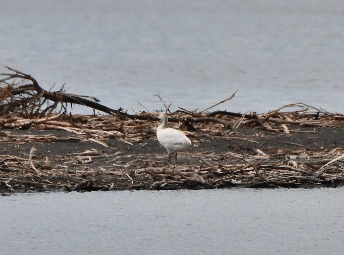 Snow Goose - Carol Riddell