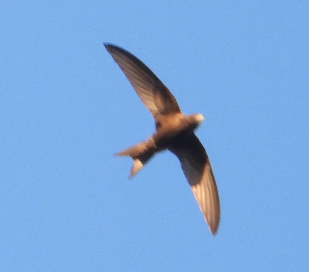 Common Swift - Eric R