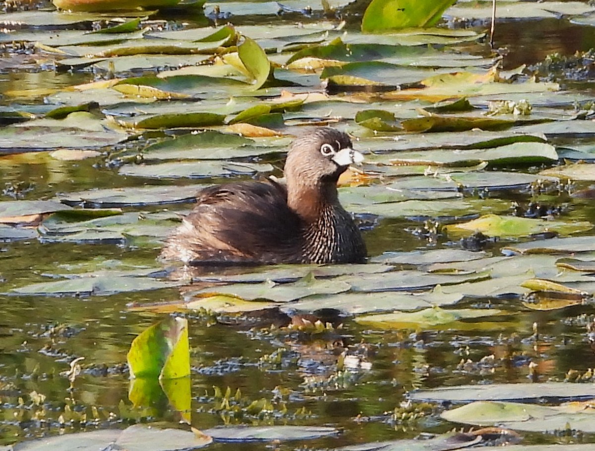 Pied-billed Grebe - Guadalupe Esquivel Uribe