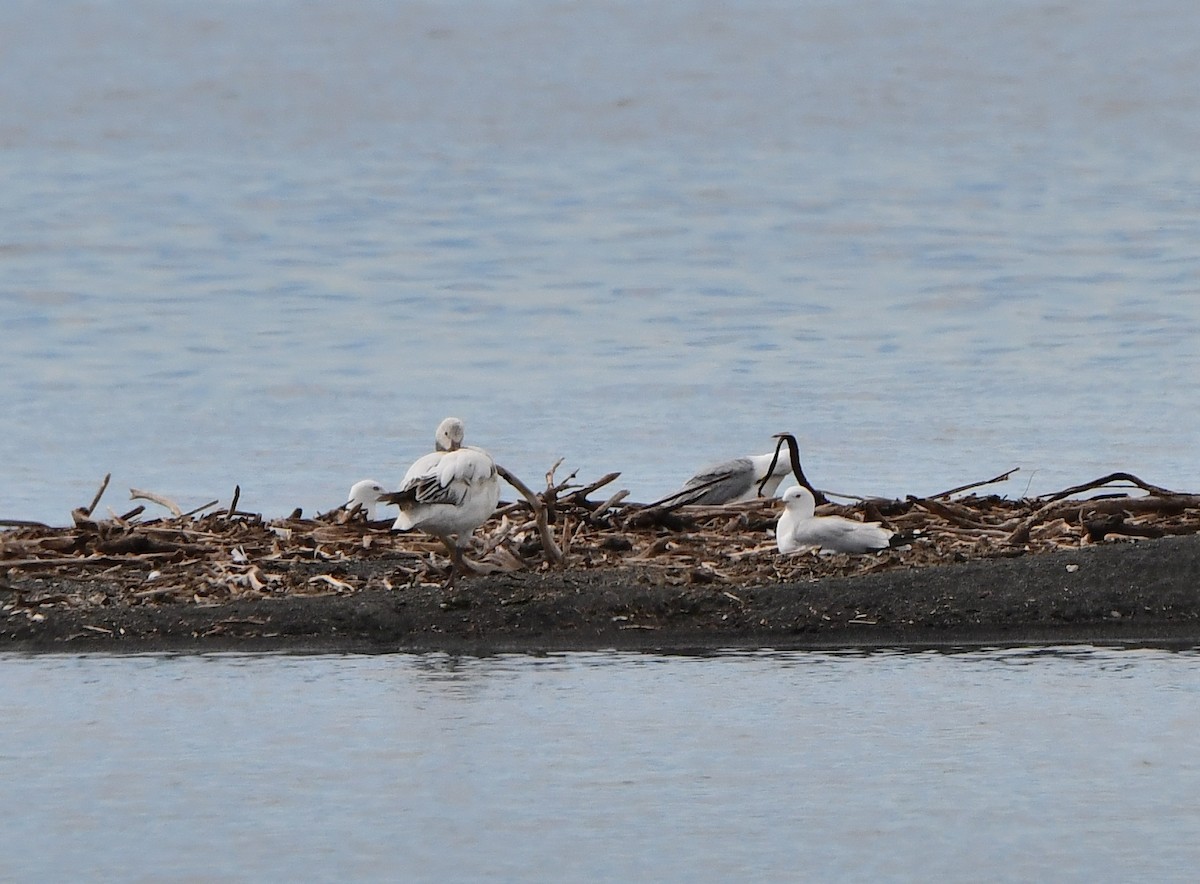 Snow Goose - Carol Riddell