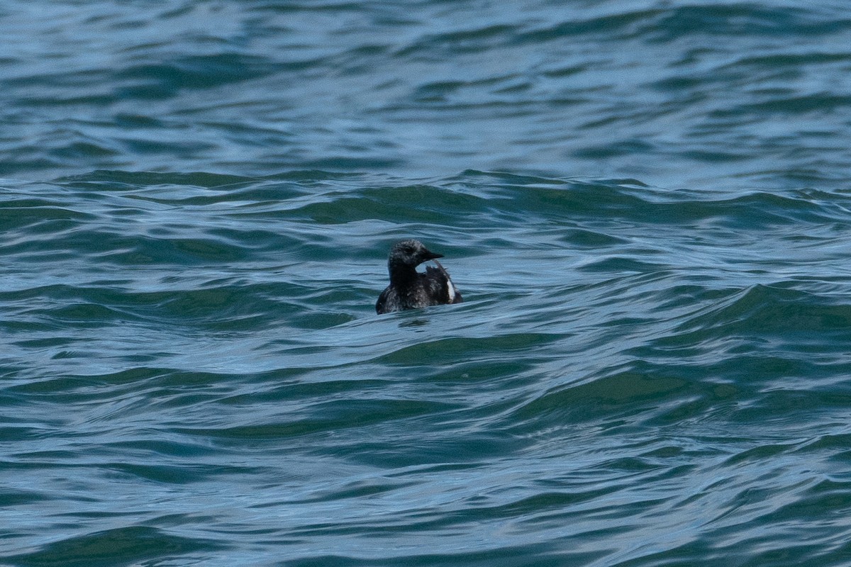 Black Guillemot - ML619630589