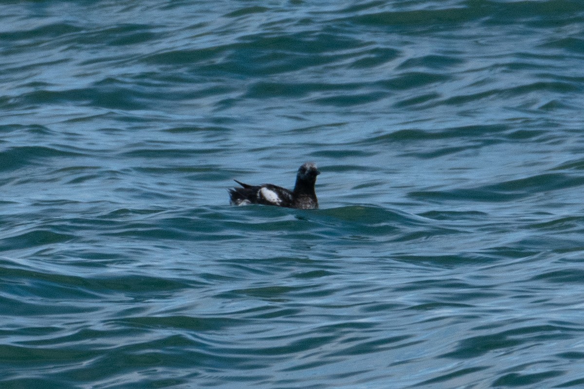 Black Guillemot - ML619630590