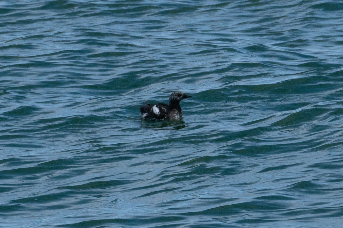 Black Guillemot - ML619630592