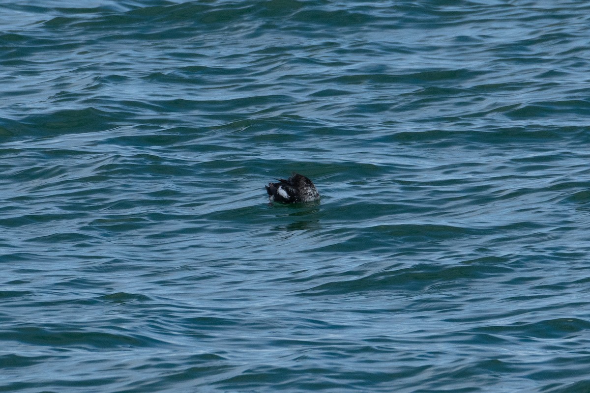 Black Guillemot - ML619630595