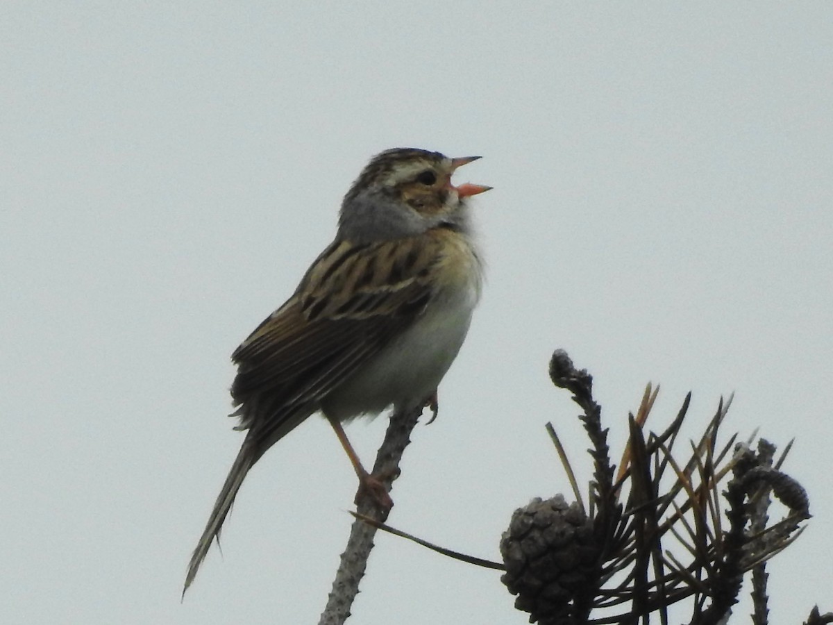 Clay-colored Sparrow - ML619630600