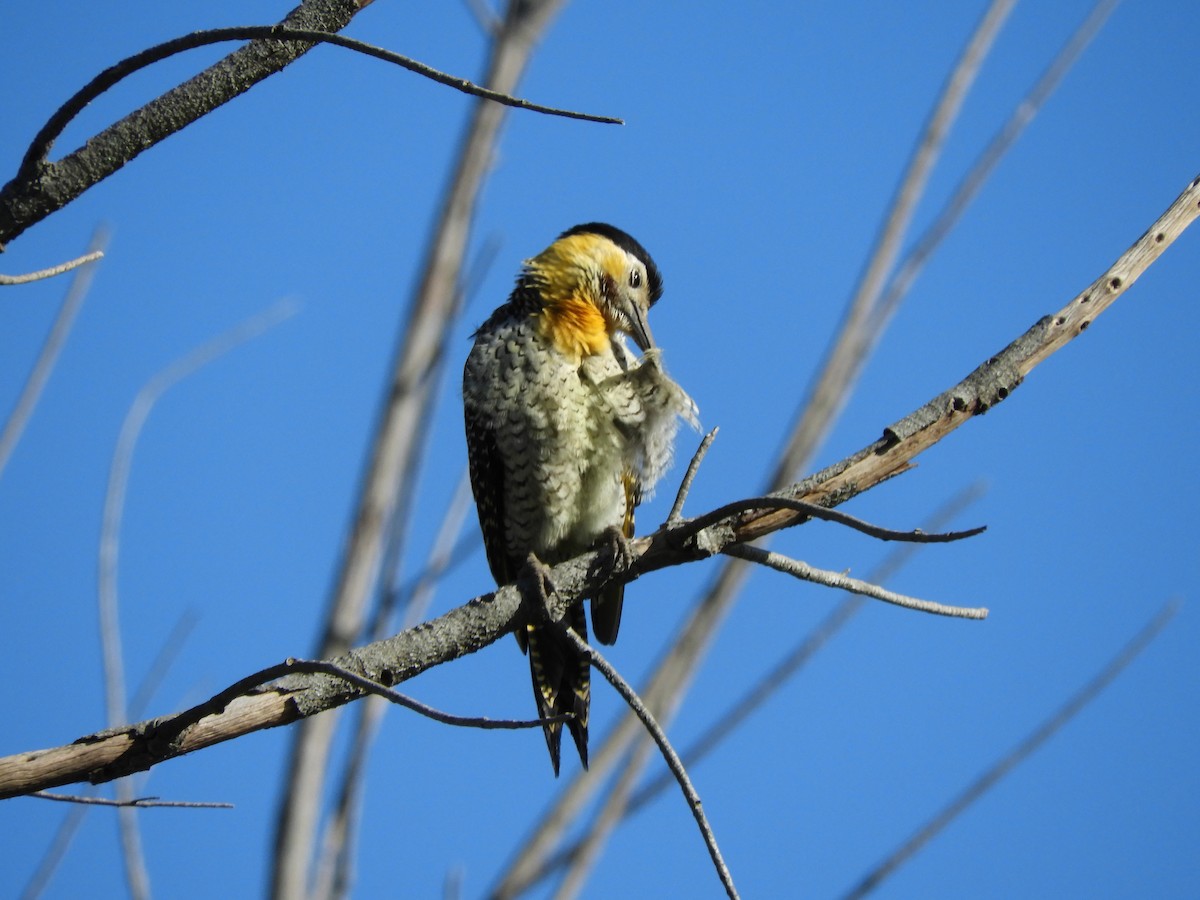 Campo Flicker - inés otero