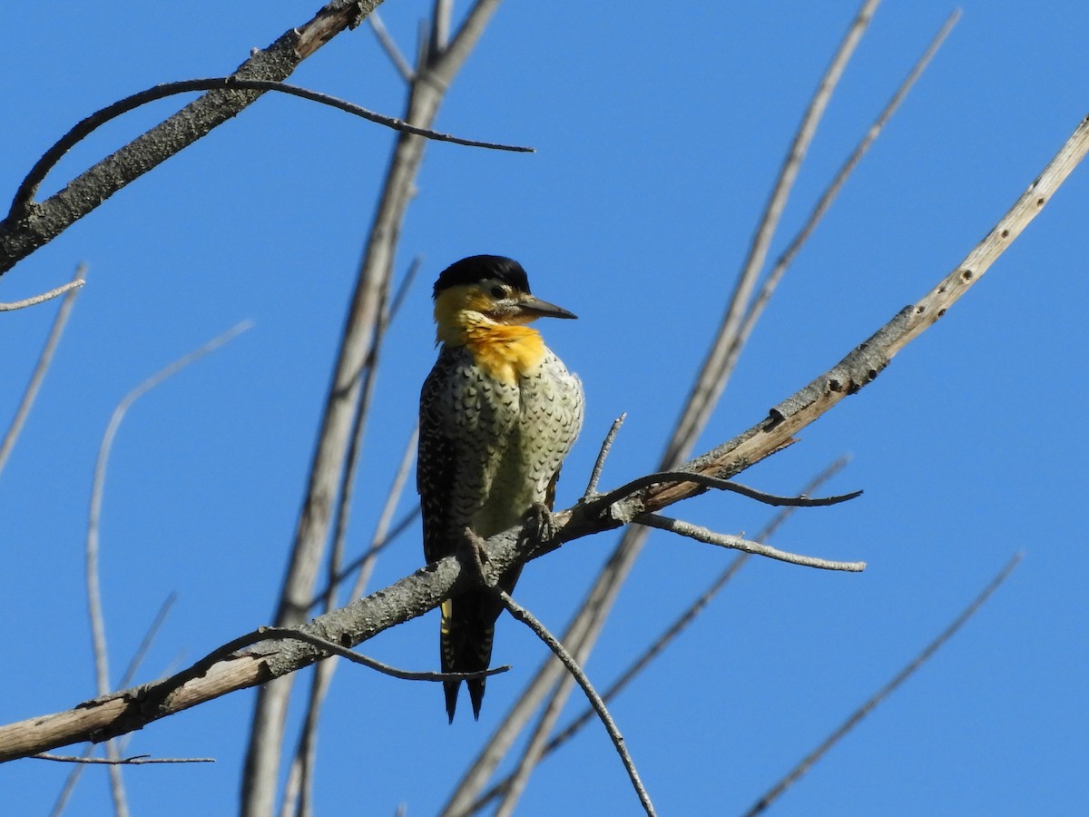 Campo Flicker - inés otero