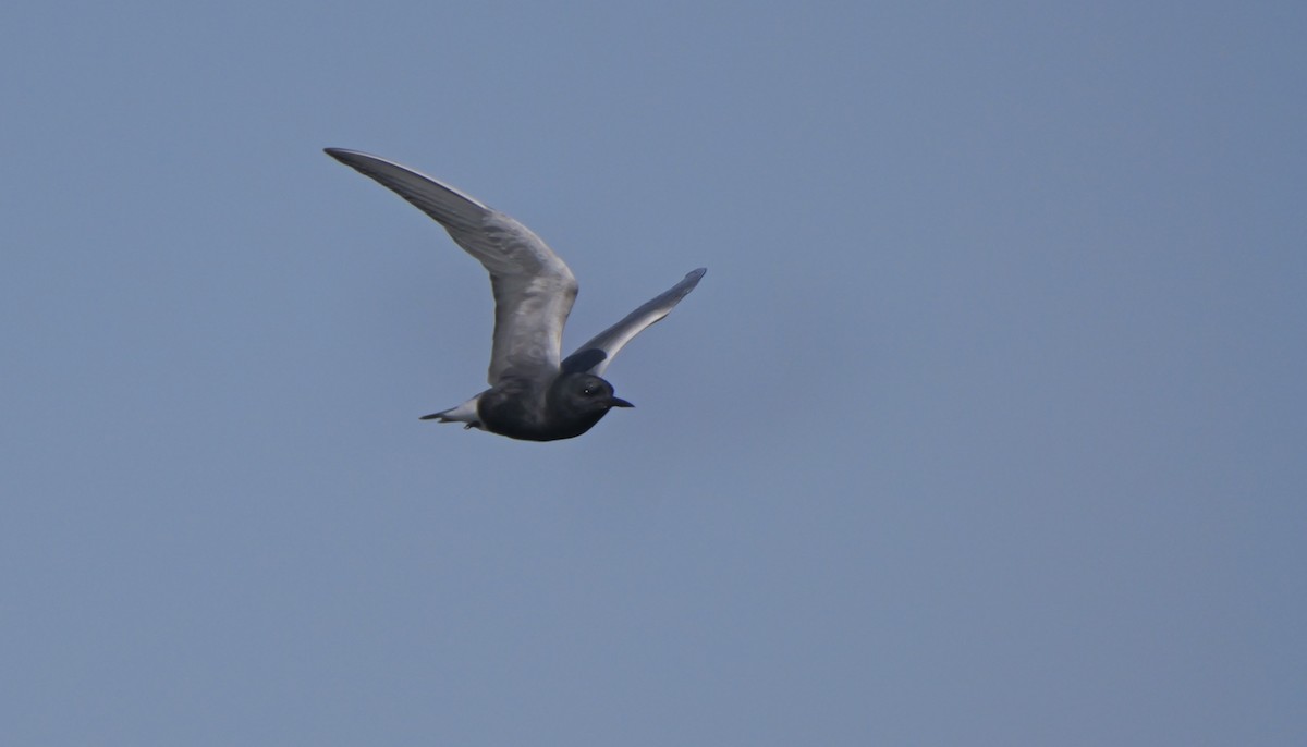 Black Tern - ML619630605