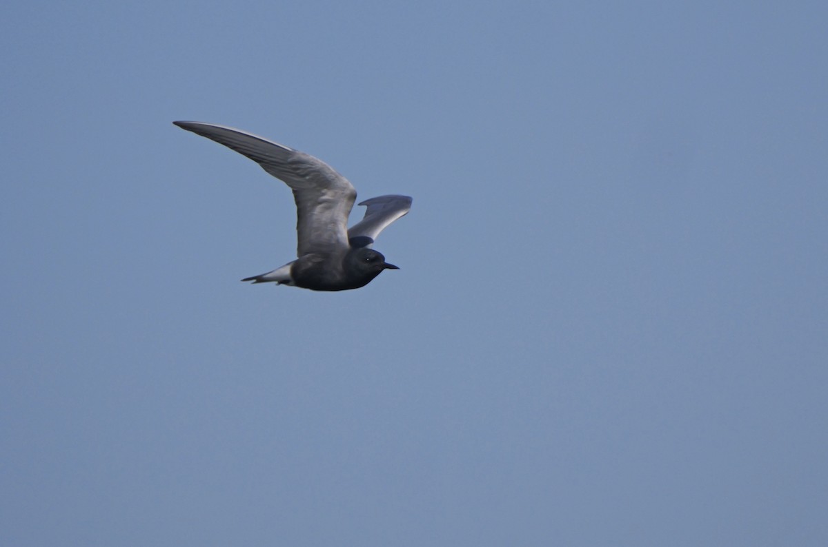 Black Tern - Dennis Arendt