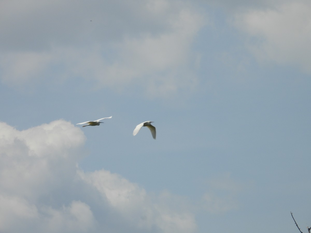 Little Egret - Danka Jaksic