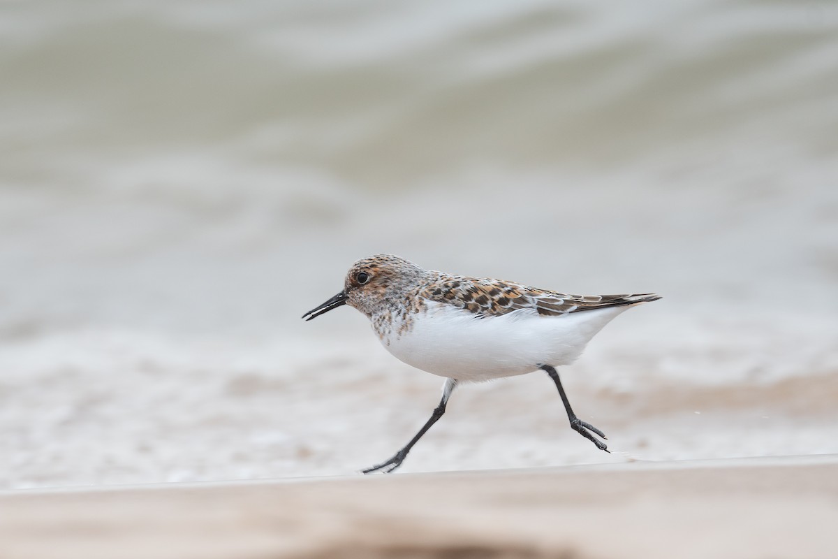 Sanderling - Annette McClellan