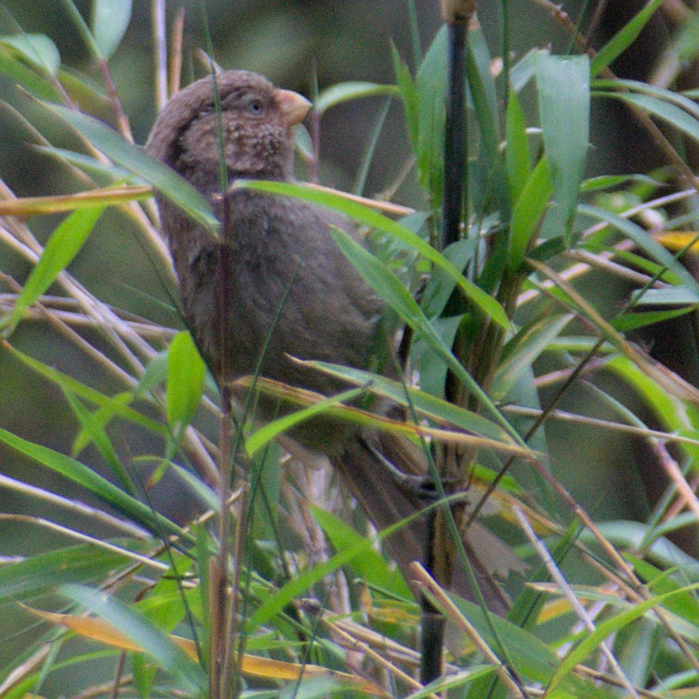 Brown Parrotbill - ML619630620