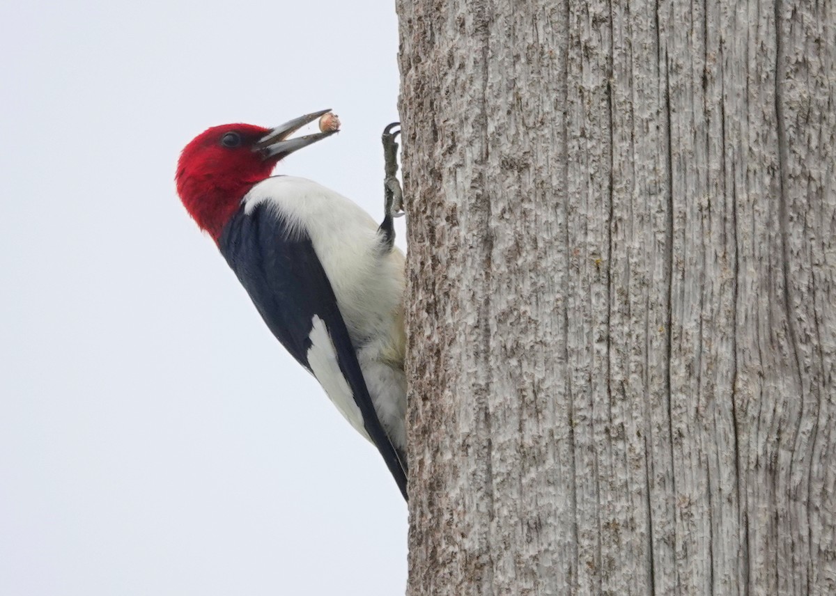 Red-headed Woodpecker - jerry pruett