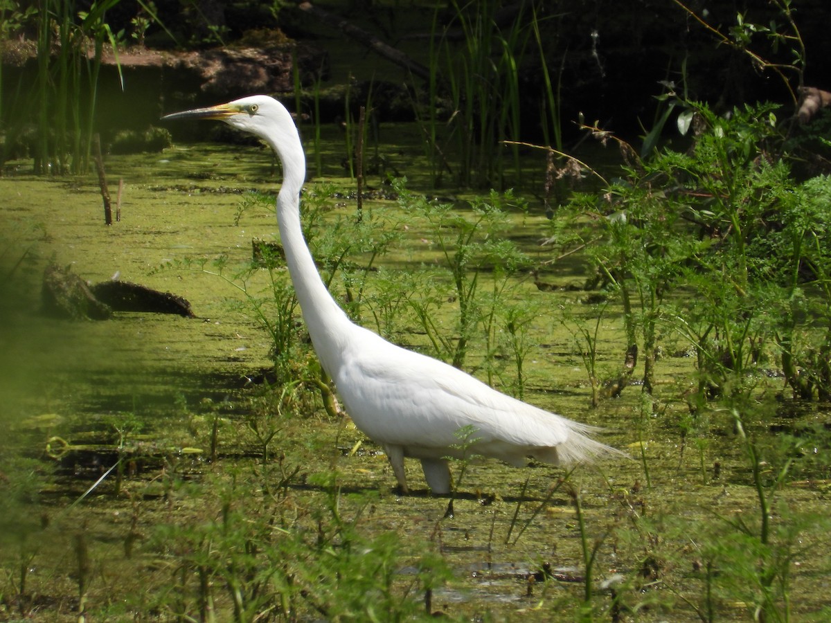 Great Egret - Danka Jaksic