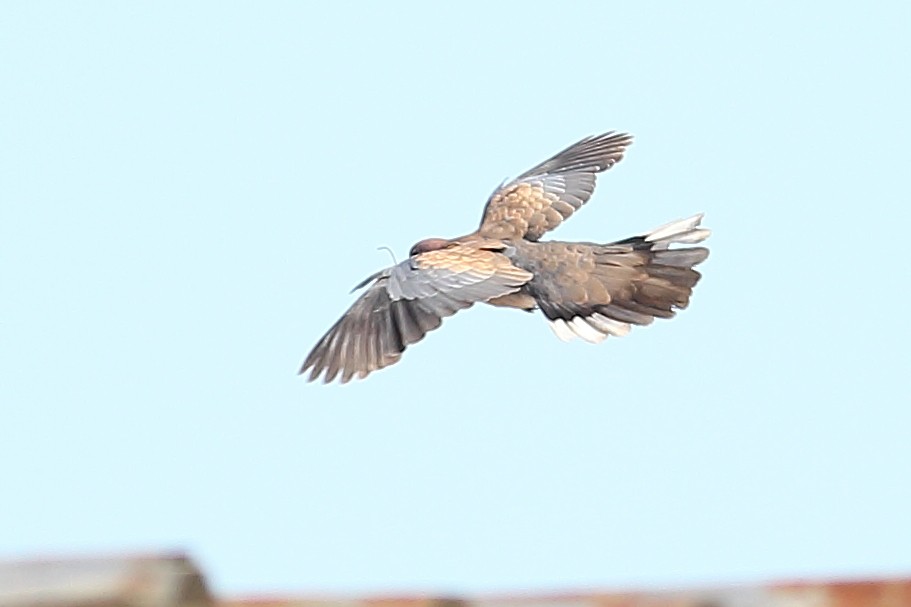 Laughing Dove - Daniel Mitev