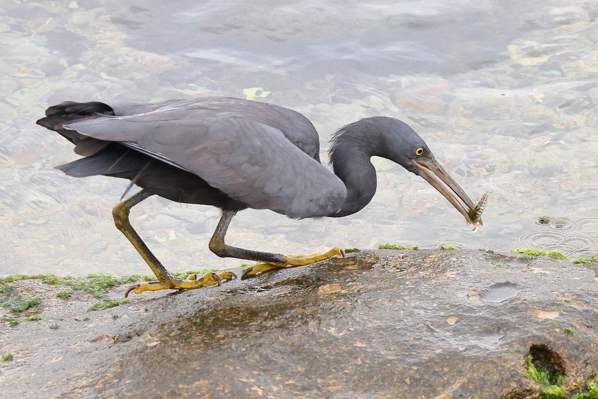 Pacific Reef-Heron - Sam Zhang