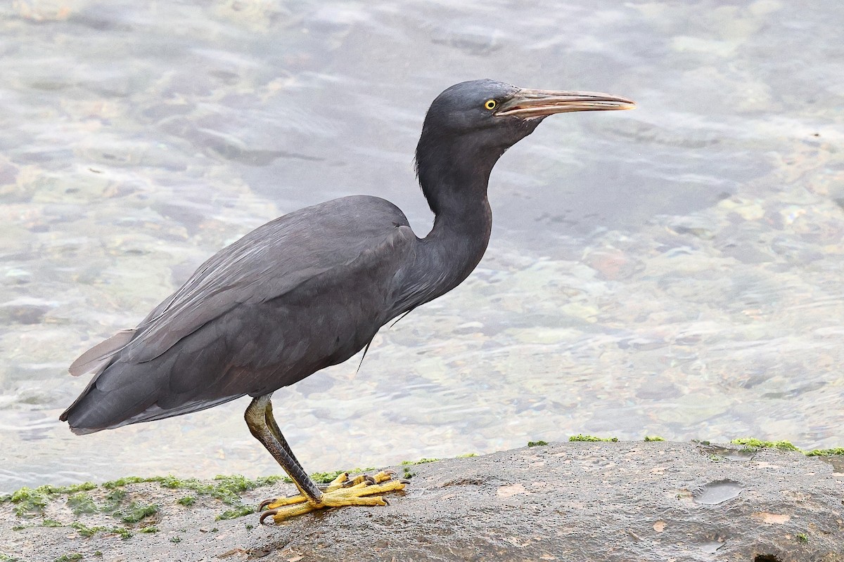 Pacific Reef-Heron - Sam Zhang