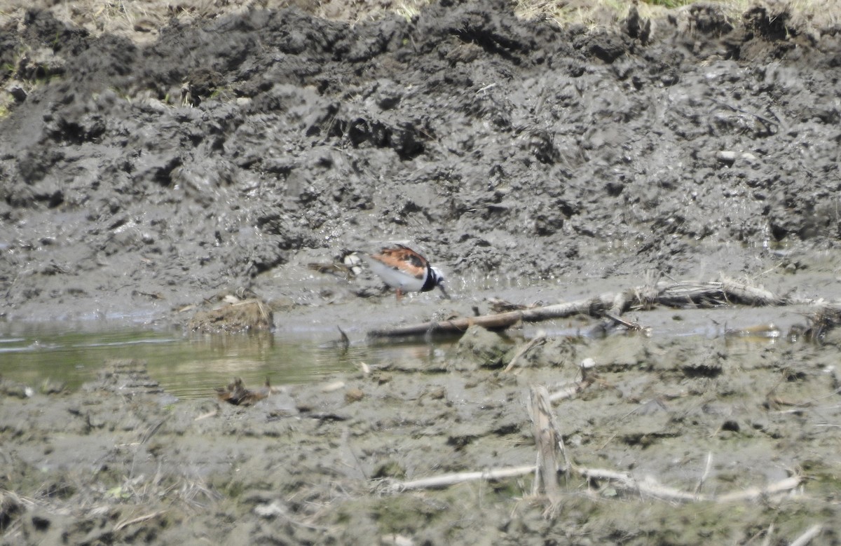 Ruddy Turnstone - ML619630650