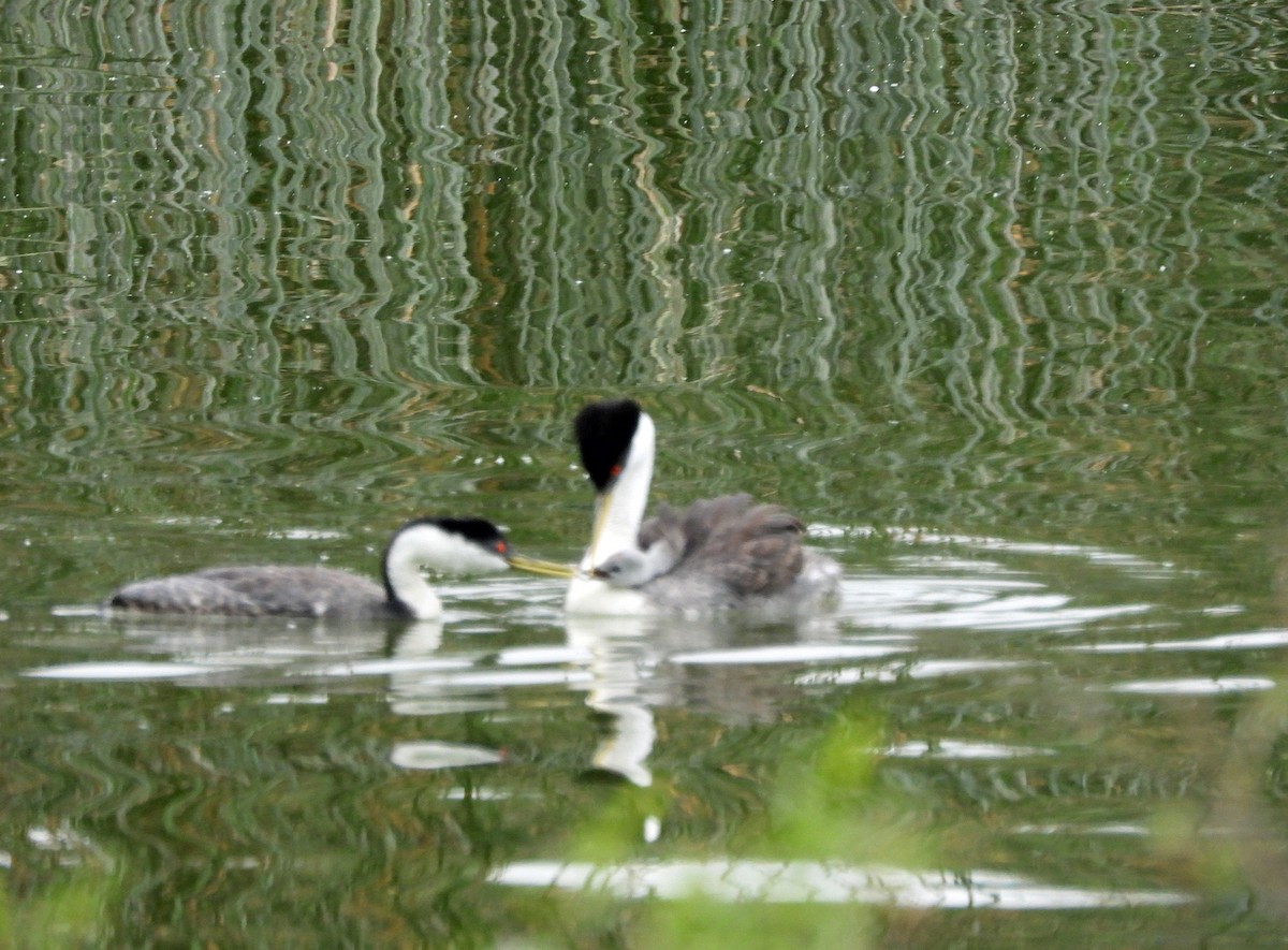 Western Grebe - Rod Higbie